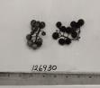 Click for 1 image(s) for this accession. FRUIT
